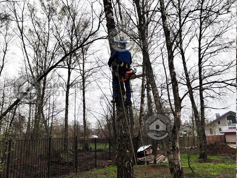 Шаги для безопасного удаления дерева
